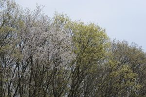 萌える紫山 の投稿