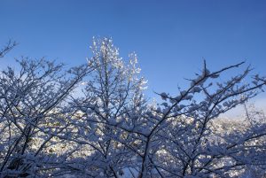 紫山も雪化粧 の投稿