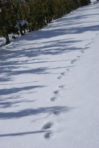 雪の上には動物の足跡がいっぱい の投稿