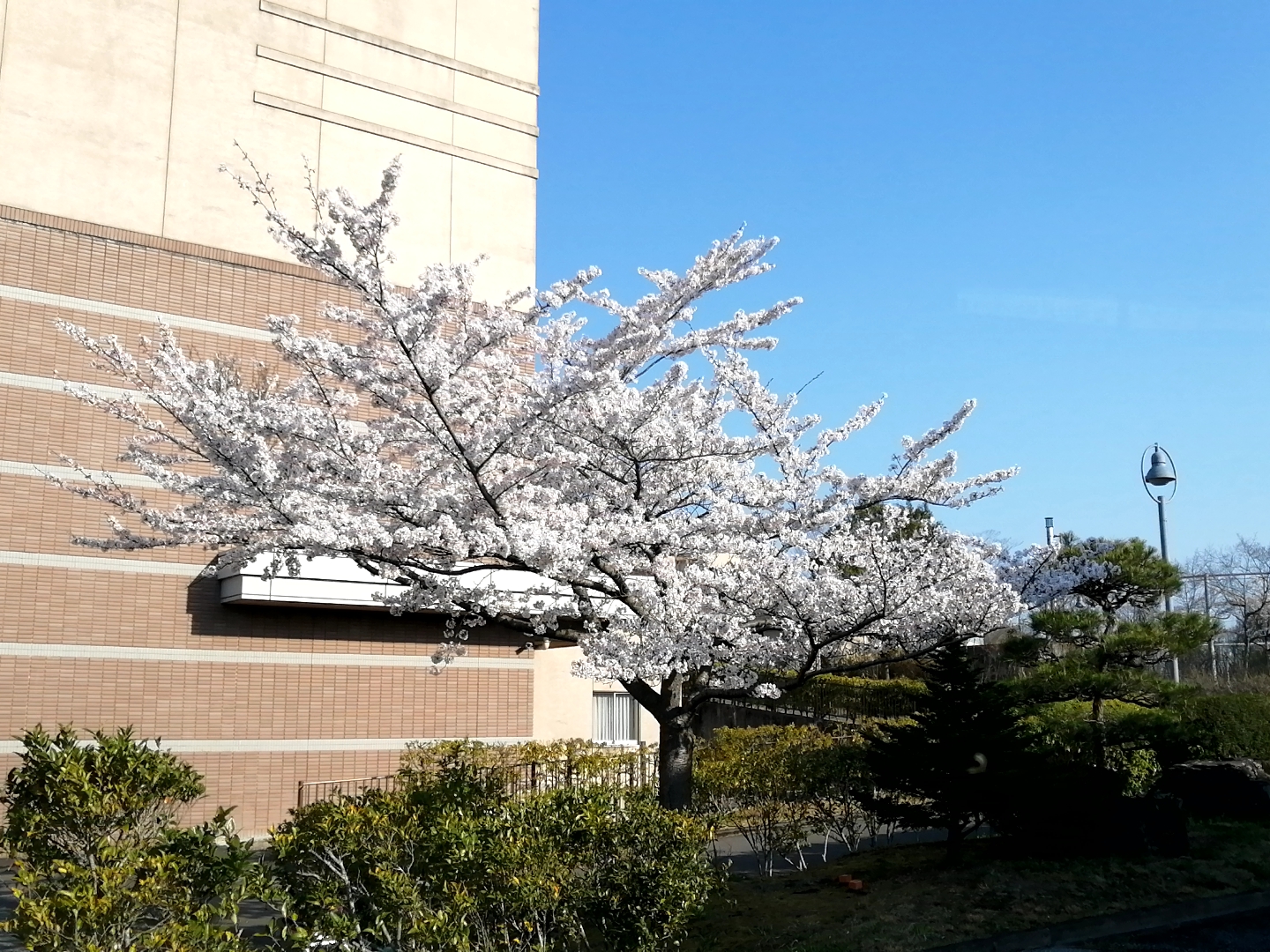 桜満開までもう少し の投稿